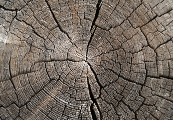 Image showing Wood texture