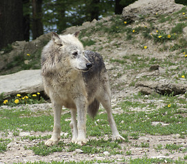 Image showing Gray Wolf in natural ambiance