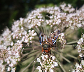 Image showing Diptera fly at summer time