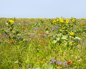 Image showing flowering meadow