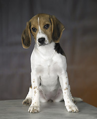 Image showing young dog portrait