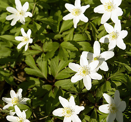 Image showing windflower closeup