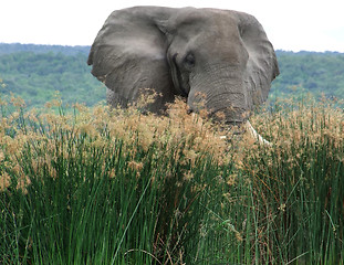 Image showing Elephant in high grass