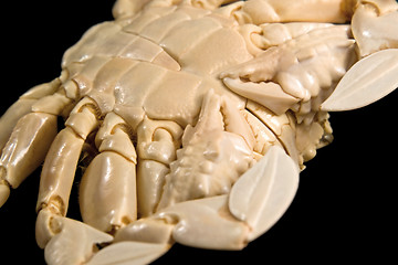 Image showing detail of a moon crab