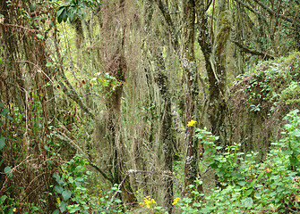 Image showing jungle vegetation around Mount Muhabura