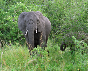 Image showing Elephants in Uganda