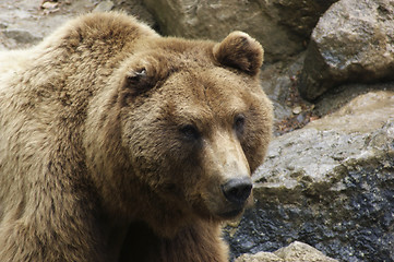 Image showing Brown Bear in stony back