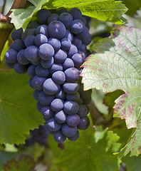 Image showing bunch of red grapes