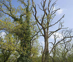 Image showing dead and overgrown tree at summer time