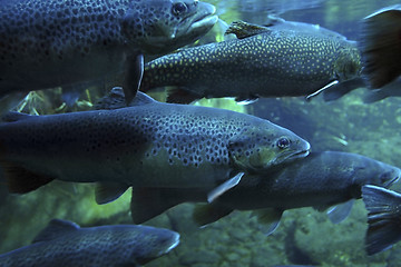 Image showing swarm of Trouts