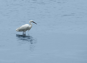 Image showing egret in wet ambiance