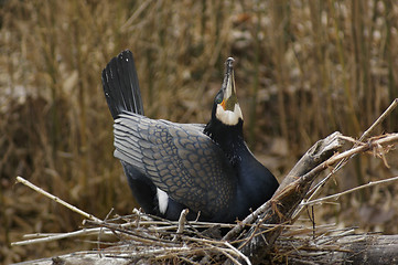 Image showing nesting Great Cormorant in natural back