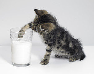 Image showing kitten fishing for milk