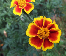 Image showing bicolored flowers