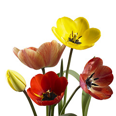 Image showing tulip flowers in white back