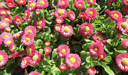 Image showing red daisy background