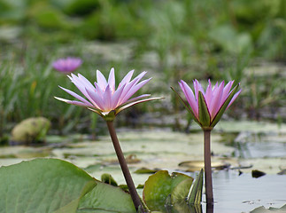 Image showing Water Lily at Lake Victoria