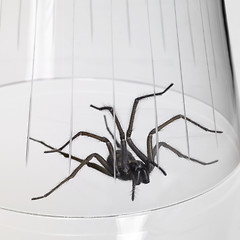 Image showing caught spider under a glass bowl