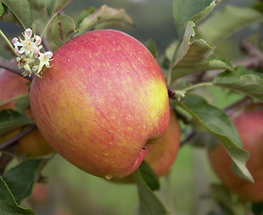 Image showing red apple at branch