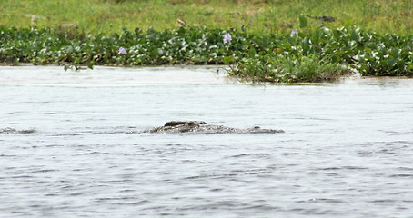 Image showing crocodile in the river Nile