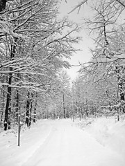 Image showing winter forest