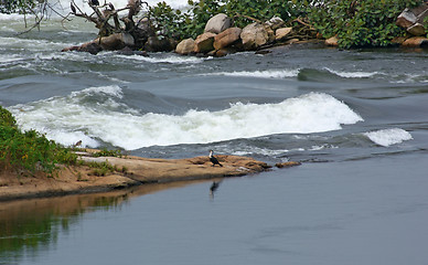 Image showing River Nile closeup near Jinja