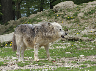 Image showing Gray Wolf