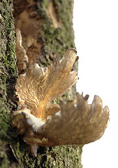 Image showing mushroom on tree stem