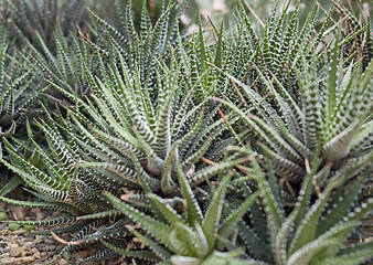 Image showing succulent plants