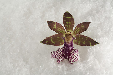 Image showing snow orchid