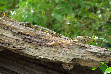 Image showing lizard sitting on a piece of wood