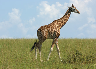 Image showing Giraffe in Africa