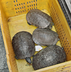 Image showing turtles in a box