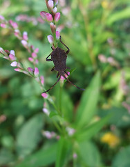 Image showing brown bug in natural back