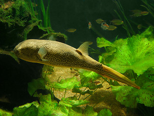 Image showing Blowfish