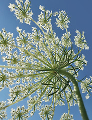 Image showing sunny wild carrot blossom