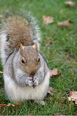 Image showing SQUIRREL