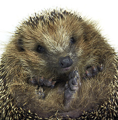 Image showing rolled-up hedgehog portrait