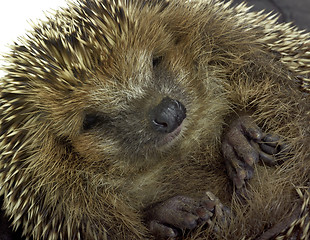 Image showing rolled-up hedgehog portrait