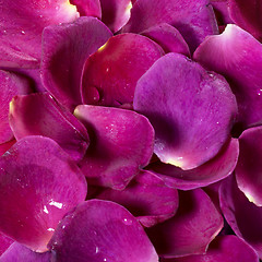Image showing wet violet rose petals