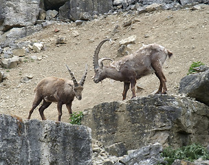 Image showing Alpine Ibex on rock formation