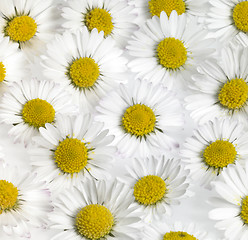 Image showing floral daisy flower background