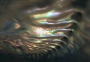 Image showing colorful nacre closeup