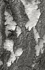 Image showing cracked rough bark detail