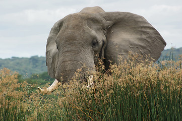 Image showing Elephant in high grass