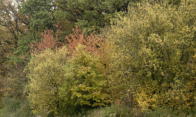 Image showing autumn foliage