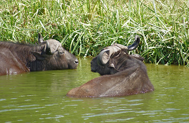 Image showing African Buffalos waterside