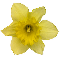 Image showing yellow daffodil flower on white