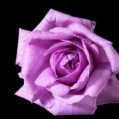 Image showing pink rose flower detail