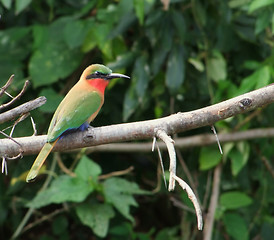 Image showing colorful Bee-eater on a twig